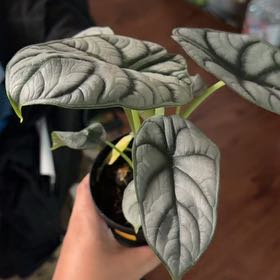 Photo of the plant species Alocasia Silver Dragon by @UndoubtedRuby45 named Walt on Greg, the plant care app