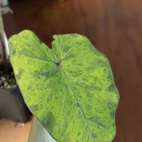 Photo of the plant species Mojito by @UndoubtedRuby45 named Austen on Greg, the plant care app