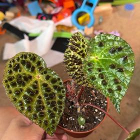 Photo of the plant species Begonia Ferox by @UndoubtedRuby45 named Keanu Leaves on Greg, the plant care app