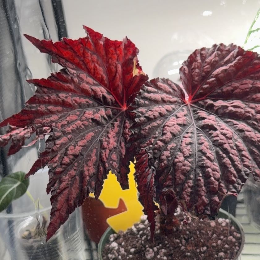 Photo of the plant species Begonia 'Bewitched Red Black' by @UndoubtedRuby45 named Queen on Greg, the plant care app