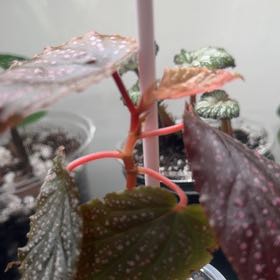 Photo of the plant species Begonia 'Pink Spot' by @UndoubtedRuby45 named Kendall on Greg, the plant care app