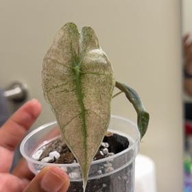 Photo of the plant species Alocasia Pink Mint by @UndoubtedRuby45 named Surya on Greg, the plant care app