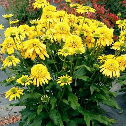 Photo of the plant species Coneflower by @SportyEagleclaw named From Hirt’s on Greg, the plant care app