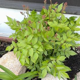 Photo of the plant species Buck's-Beard by @FaultlessFeijoa named Clooney on Greg, the plant care app