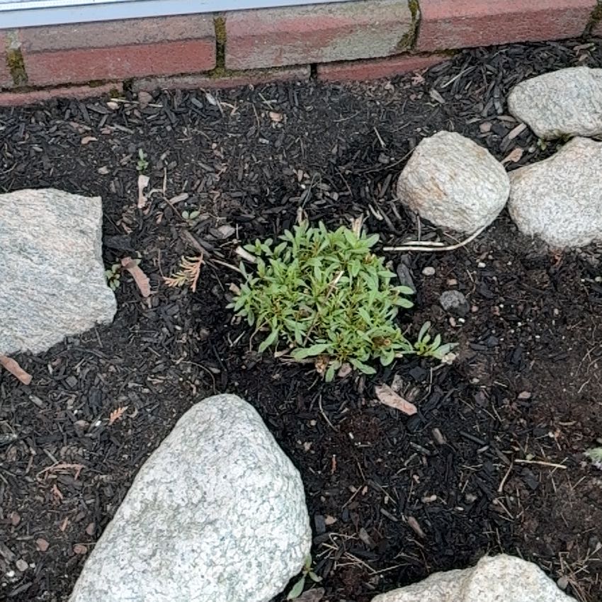 Photo of the plant species Lesser Swinecress by @FaultlessFeijoa named Madonna on Greg, the plant care app