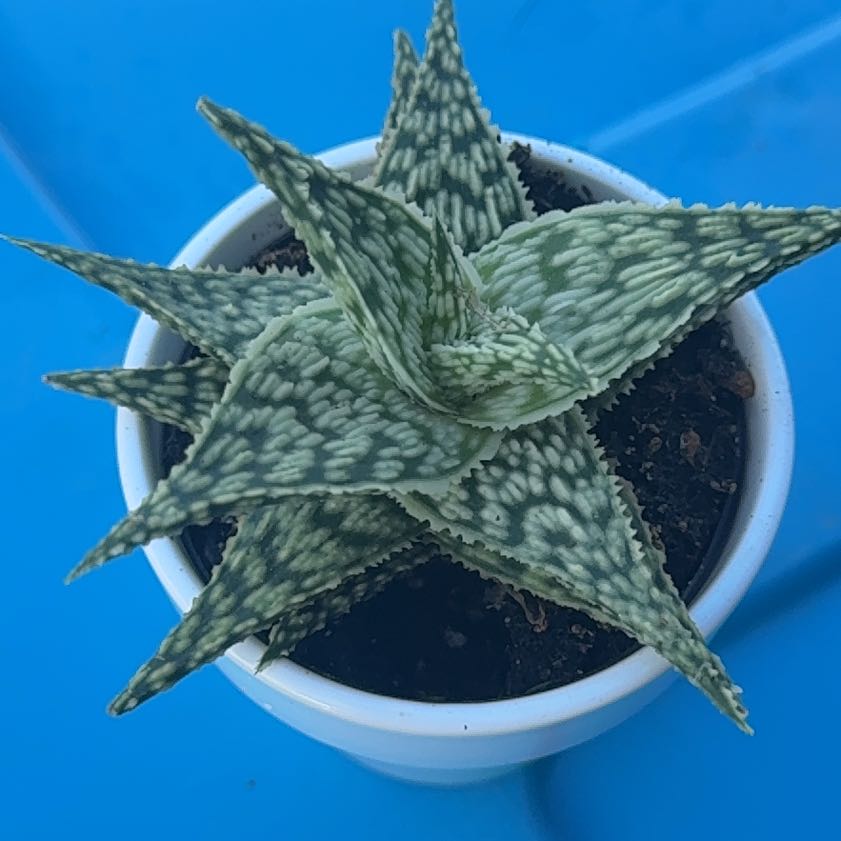 Photo of the plant species Star Aloe by @SpunkyCoccoon70 named Queen on Greg, the plant care app