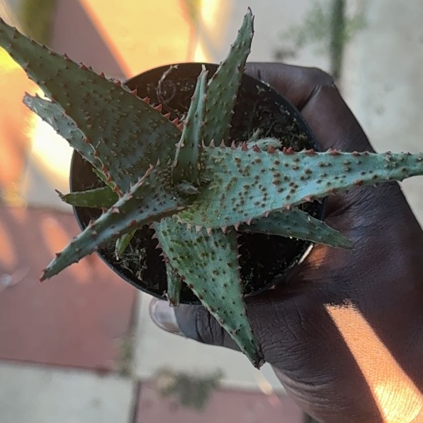 Photo of the plant species Aloe 'AJR' by @SpunkyCoccoon70 named Leonardo on Greg, the plant care app