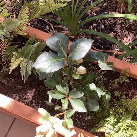 Photo of the plant species Lenten Rose by @FacileCowpea47 named Backyard Lenten Rose on Greg, the plant care app