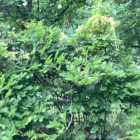 Photo of the plant species Japanese Wisteria by @FacileCowpea47 named Miley on Greg, the plant care app