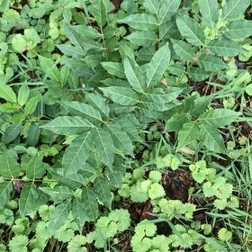 Photo of the plant species Chinese Wisteria by @FacileCowpea47 named Luna on Greg, the plant care app
