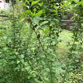 Photo of the plant species Nanking Cherry by @FacileCowpea47 named Aristotle on Greg, the plant care app