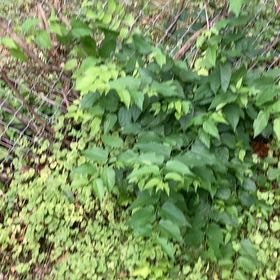 Photo of the plant species Purple Beautyberry by @FacileCowpea47 named Plato on Greg, the plant care app