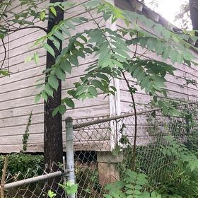 Photo of the plant species False Acacia by @FacileCowpea47 named Stella on Greg, the plant care app