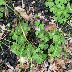 Photo of the plant species Pink Woodsorrel by @FacileCowpea47 named Gregarious on Greg, the plant care app