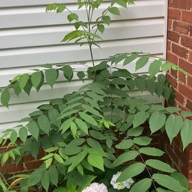 Photo of the plant species Kentucky Coffee Tree by @FacileCowpea47 named Daphne on Greg, the plant care app