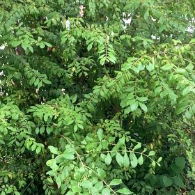 Photo of the plant species Chinese Privet by @FacileCowpea47 named Cleopatra on Greg, the plant care app