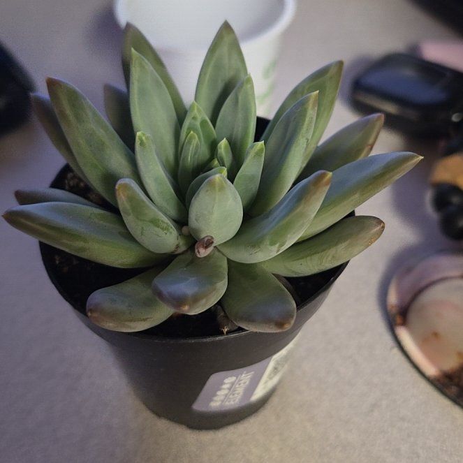 Photo of the plant species Little jewel by @NewOricad33 named Biggy small on Greg, the plant care app
