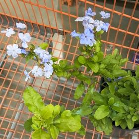 Photo of the plant species Blue Plumbago by @BriskCatmint55 named Sir Plancelot on Greg, the plant care app