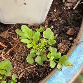 Photo of the plant species Wavy Bittercress by @BriskCatmint55 named ChloroPhil on Greg, the plant care app