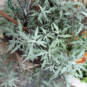 Photo of the plant species Columbia River Wormwood by @BriskCatmint55 named Scarlett on Greg, the plant care app