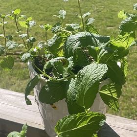 Photo of the plant species Sweet Mint by @UberRamsons62 named Michelle Branch on Greg, the plant care app