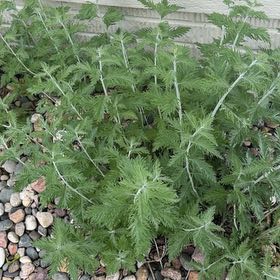 Photo of the plant species Verbena canadensis by @TutorGreen42 named Planty on Greg, the plant care app