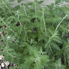 Photo of the plant species Verbena canadensis by @TutorGreen42 named Stella on Greg, the plant care app