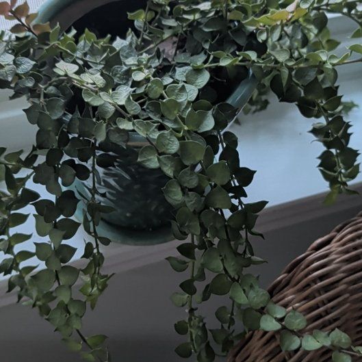 Photo of the plant species Million Hearts Dischidia by @DeanFlax17 named Orwell on Greg, the plant care app