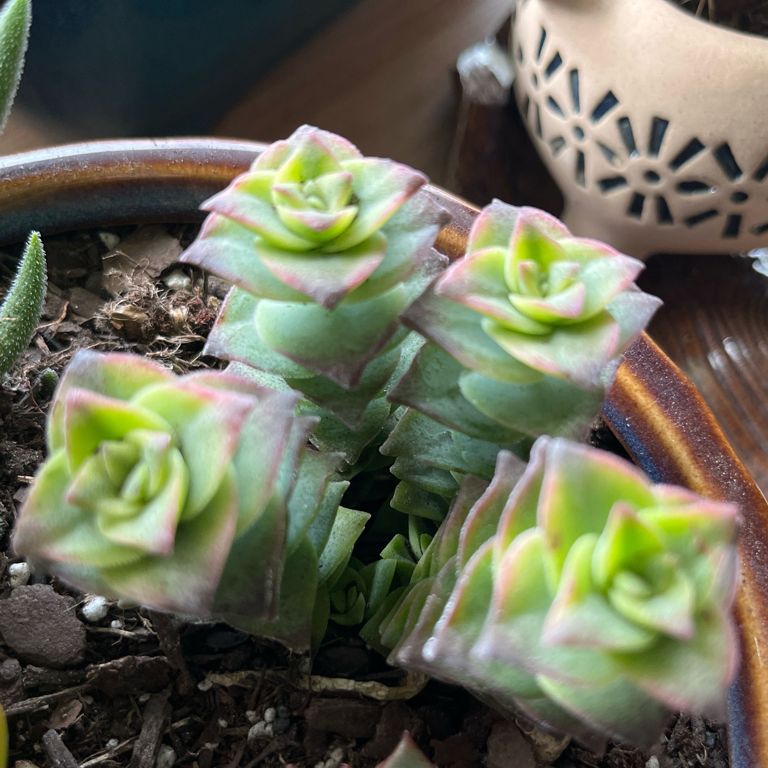 Photo of the plant species Crassula Ivory Towers by @HardyLilliput5 named Bella on Greg, the plant care app