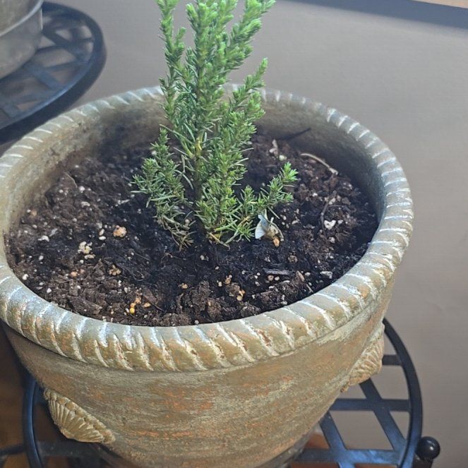 Photo of the plant species Giant Sequoia by @TopDill92 named Marley on Greg, the plant care app