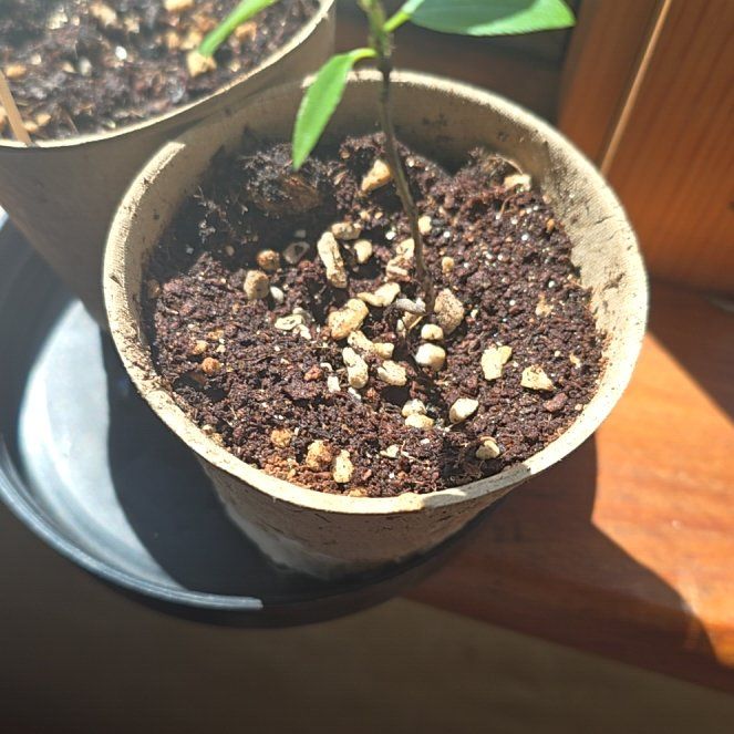 Photo of the plant species Katsura by @TopDill92 named Plato on Greg, the plant care app