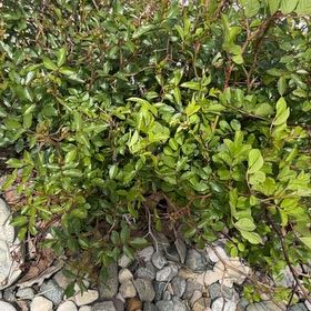 Photo of the plant species Virginian Rose by @KeySyngonium47 named Terra on Greg, the plant care app