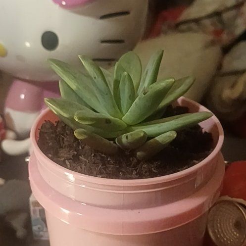 Photo of the plant species Pachyveria Little Jewel by @UnafraidCashew named Elle on Greg, the plant care app