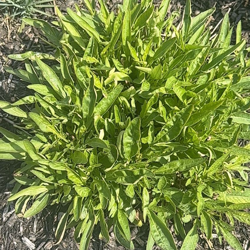 Photo of the plant species Tickseed by @SpicyPhalsa46 named Sigmund on Greg, the plant care app