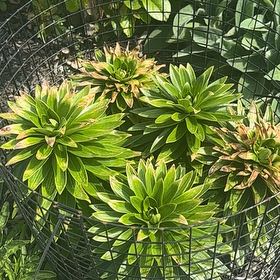 Photo of the plant species Asiatic Lily by @SpicyPhalsa46 named James Dean on Greg, the plant care app