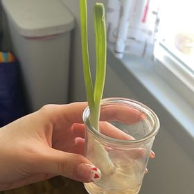 Photo of the plant species Green Onion by @ZippyRedhill98 named Bigleef Smalls on Greg, the plant care app