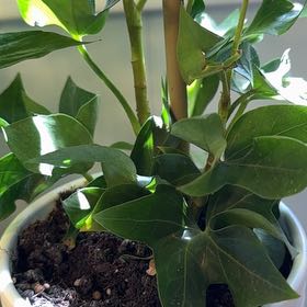 Photo of the plant species Tree ivy by @LovablySuncup86 named Pia on Greg, the plant care app