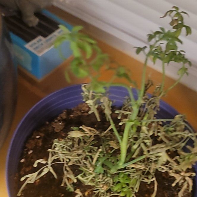 Photo of the plant species Garden Rue by @YoungDuwei10 named Achilles on Greg, the plant care app