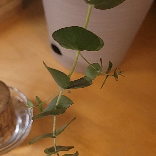 Photo of the plant species Argyle Apple by @YoungDuwei10 named Mollie on Greg, the plant care app