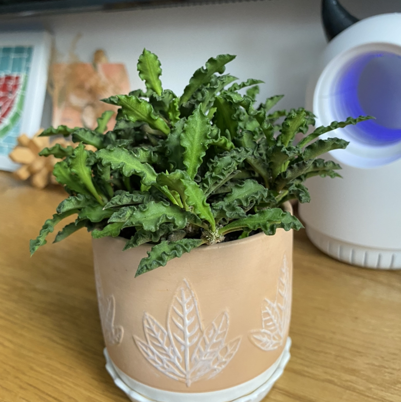 Photo of the plant species Euphorbia 'Zig Zag' by @jmyhn named Your plant on Greg, the plant care app