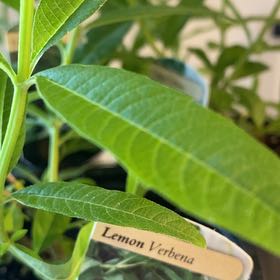 Photo of the plant species lemon verbena by @HonoredKaro7 named Sherlock on Greg, the plant care app