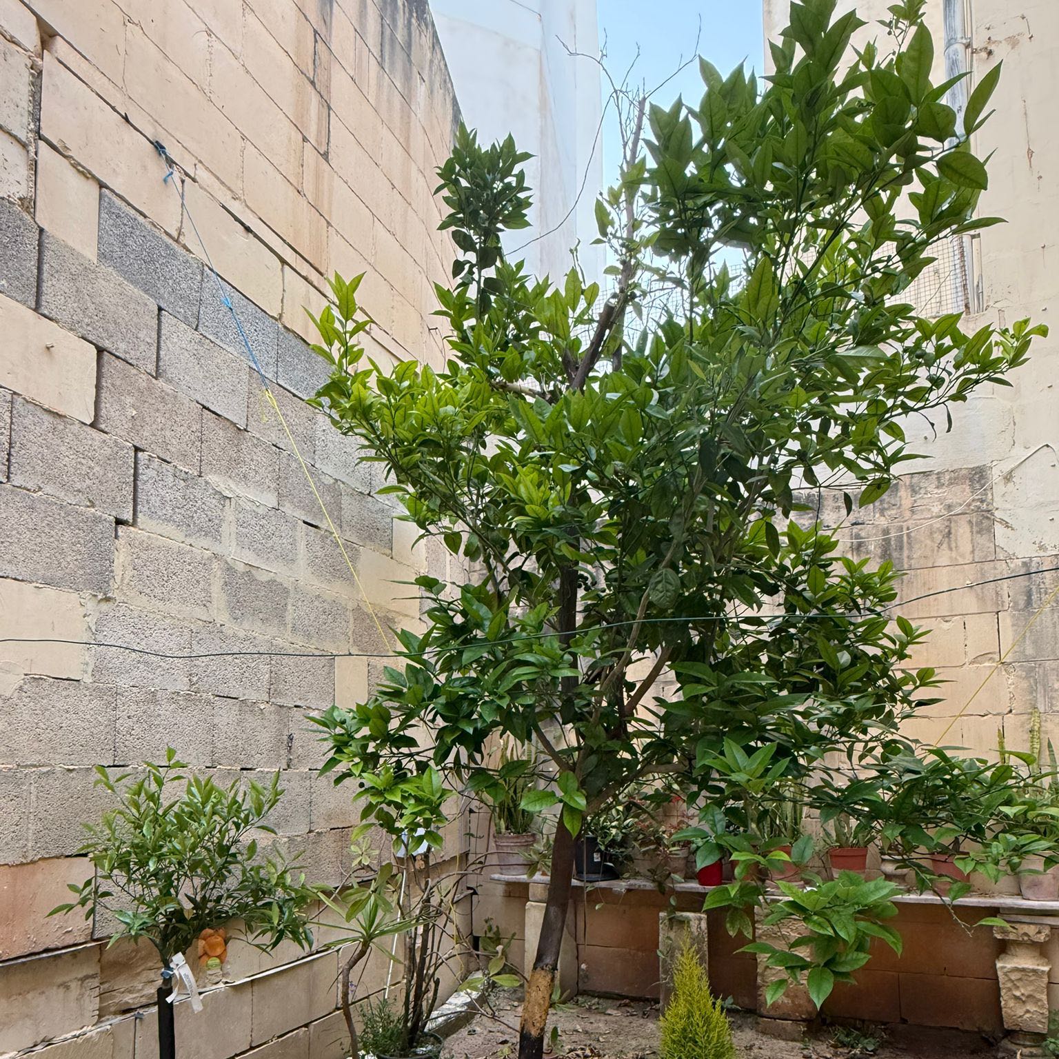 Photo of the plant species Orange Tree by @GaietyTauhinu80 named FRANCESCA on Greg, the plant care app