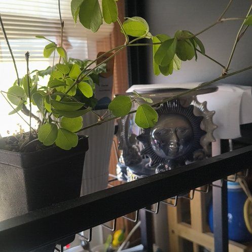 Photo of the plant species Akebia Quinata by @PrizedPetunia42 named Kardashian on Greg, the plant care app