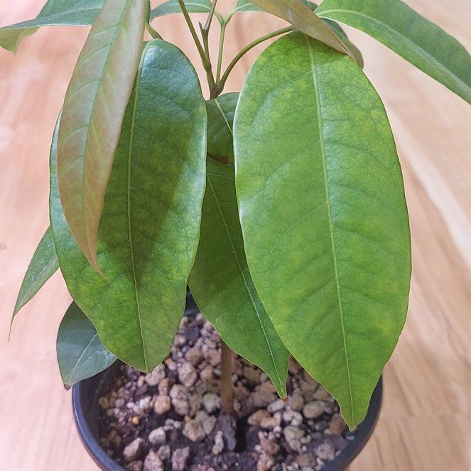 Photo of the plant species Lychee by @KookyHedera34 named Lychee 1 on Greg, the plant care app