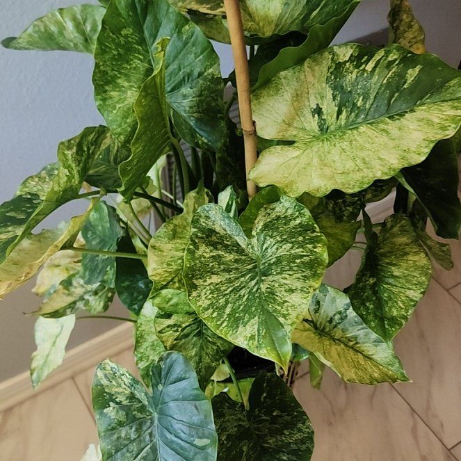 Photo of the plant species Alocasia Dawn Variegated by @KinglyKaramu37 named Ulysses S Plant on Greg, the plant care app