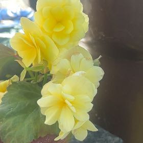 Photo of the plant species Common Primrose by @FieryTupeia0 named Austen on Greg, the plant care app