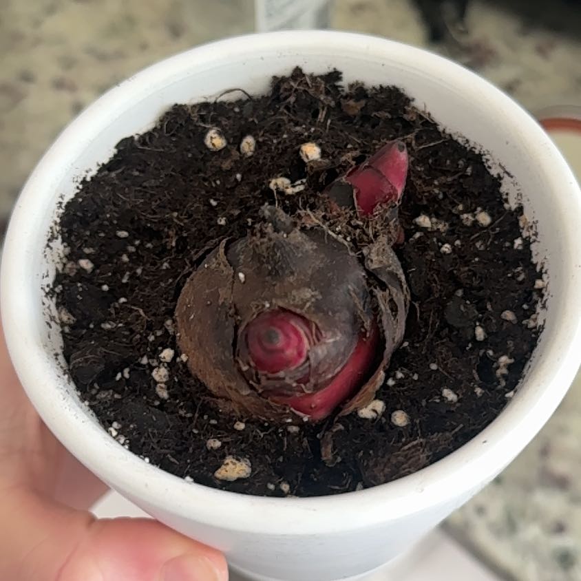 Photo of the plant species Ginger Lily by @LordlyTaro96 named Demi on Greg, the plant care app