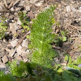 Photo of the plant species Dog Fennel by @FirstAnise57 named Sir Plancelot on Greg, the plant care app