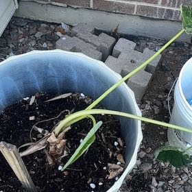 Photo of the plant species Giant Elephant Ear by @IdealisticOnion named Kesha on Greg, the plant care app