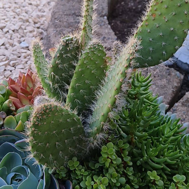 Photo of the plant species Arborescent Prickly Pear by @PoshOrchid77 named ChloroPhil on Greg, the plant care app